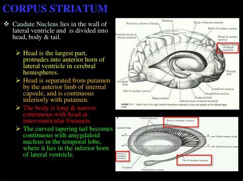 PPT - BASAL GANGLIA PowerPoint Presentation - ID:1897685