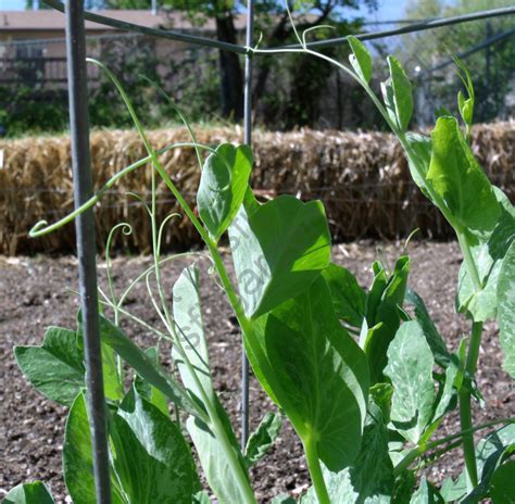 Plant of the Month: Snow Peas - Misfit Gardening