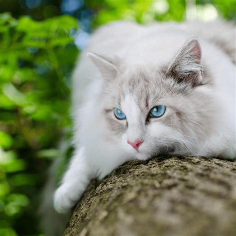 Unpacking The Ragdoll Cat Breed: Complete Profile With Adorable Must ...