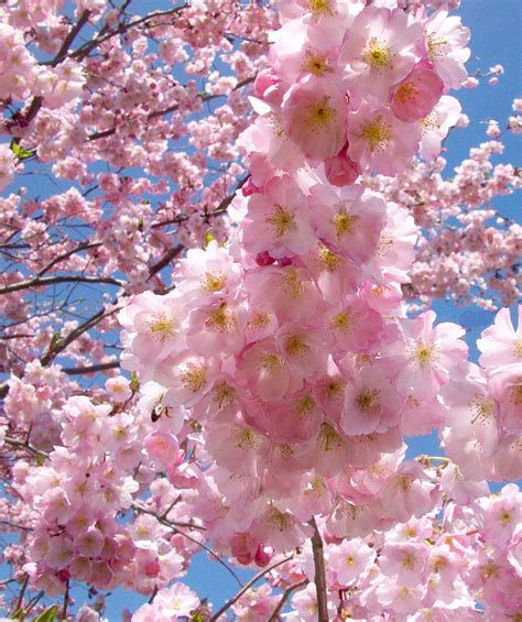 Accolade Cherry Blossom Tree - Translucent seashell shaped blossoms ...