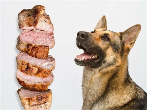 A Beginner's Guide to Homemade Food for German Shepherds - World of Dogz