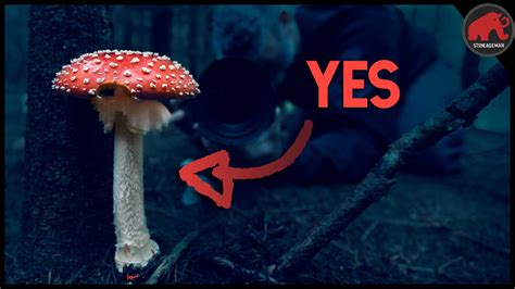 Is Amanita muscaria Edible? Yes and No - Untamed Science