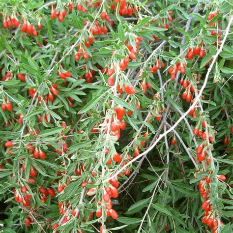 Goji Berry Plant For Sale Philippines - Garden Plant