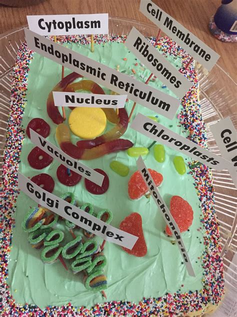 Plant cell cake | Cells project, Plant cell project, Cell model