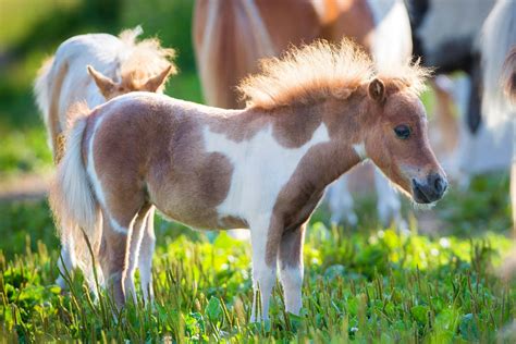 We Answer Questions About Mini Horses on Planes