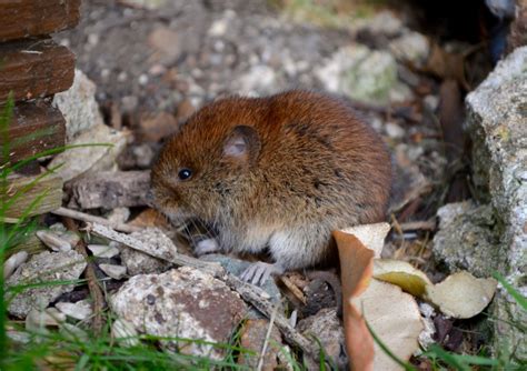 Combatting Voles In Your Yard With These Pest Control Methods