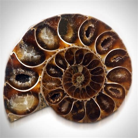 Ammonite Shell Authentic Fossil // Museum Display - RARE-T - Touch of ...