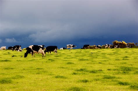 File:Dairy cows on pasture in Ireland.jpg