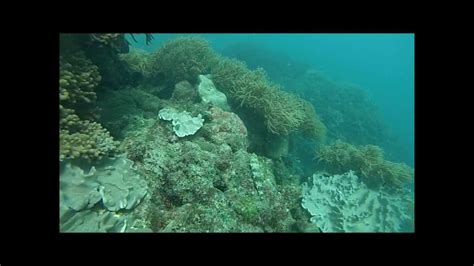 Hook Island spearfishing and snorkeling QLD - YouTube