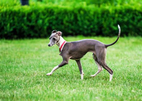 Dog Breeds: What You Should Know About The Italian Greyhound - Ultimate ...