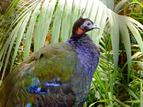 Congo Peafowl - a photo on Flickriver