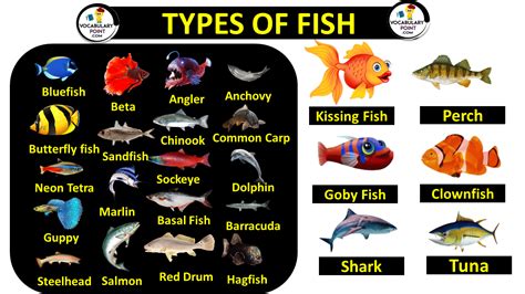 All Fish Names And Types In Minutes, 51% OFF