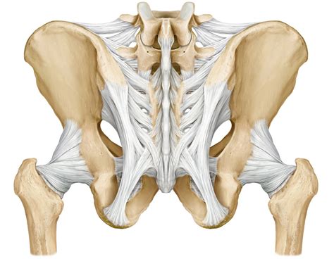 Pelvic Girdle Posterior View - Pelvis Posterior View Stock Photo ...