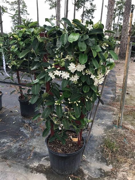 Stephanotis floribunda, Bridal Wreath, Madagascar Jasmine | PlantVine