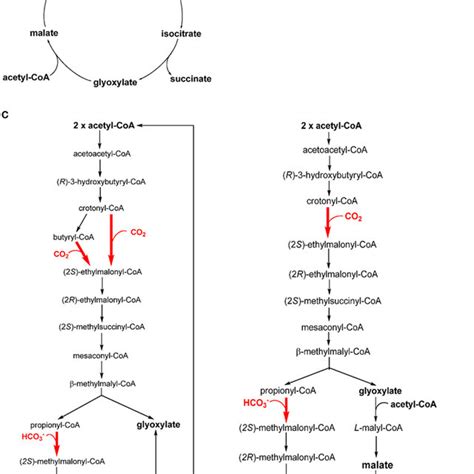 Anaplerotic CO2 assimilation reactions. The CO2-anaplerotic reactions ...