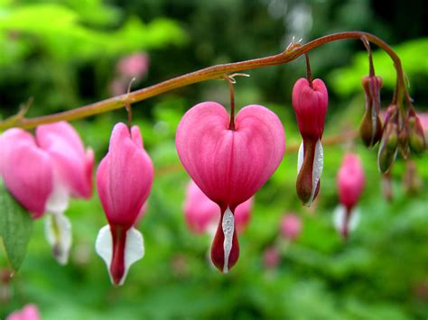 Pink Bleeding Heart Flower Images & Pictures - Becuo