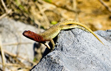 Lava Lizard in Galapagos Islands