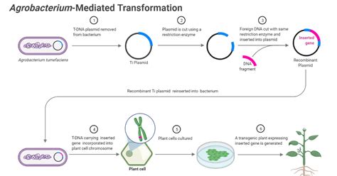 Agrobacterium-Mediated Gene Transfer (Transformation) in Plants