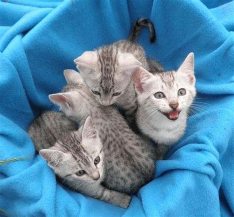 Egyptian Mau Kittens! for Sale in Moscow Mills, Missouri Classified ...