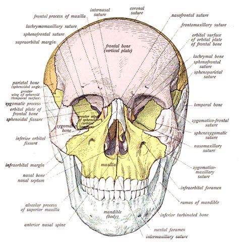 Alveolar Bone Anatomy