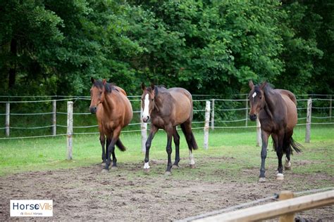 11 Best Jumping Horses for a Great Show (W/ Photos & Videos)