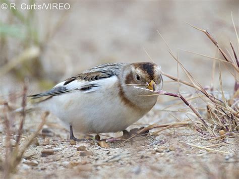 Snow Bunting c22-45-027.jpg