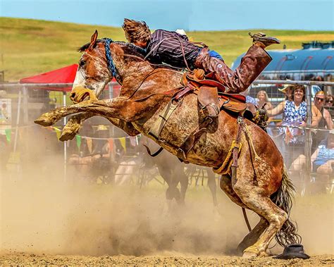 Saddle Bronc Photograph by David Paden - Fine Art America