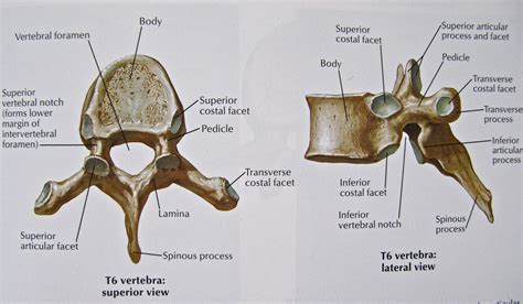 Notes on Anatomy and Physiology: The Vertebrae