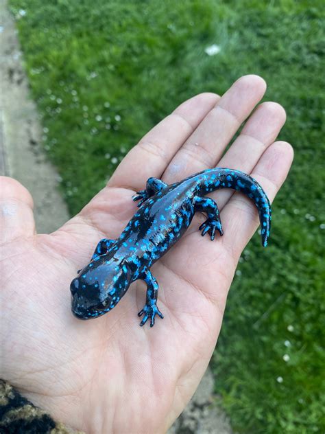 Blue-spotted Salamander figurine 10 cm length | Etsy