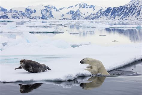 Polar Bear Catching Seal