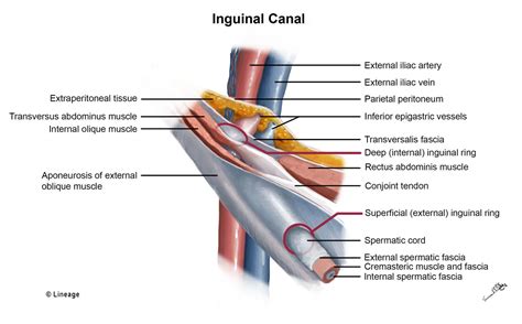 Inguinal Canal - Gastrointestinal - Medbullets Step 1