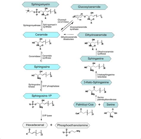 | Schematic representation of the sphingolipid metabolism. S1P ...