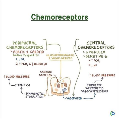 Peripheral chemoreceptors, include aortic & carotid bodies [primarily ...