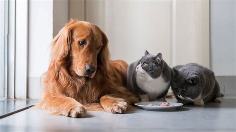 Can Dogs Eat Cat Food? Here's What to Do | Trusted Since 1922