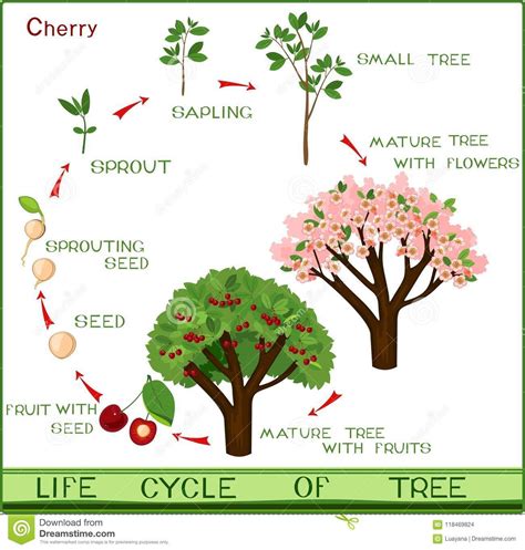 Life Cycle of Cherry Tree with Captions. Stock Vector - Illustration of ...