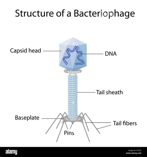 Structure Of A Bacteriophage