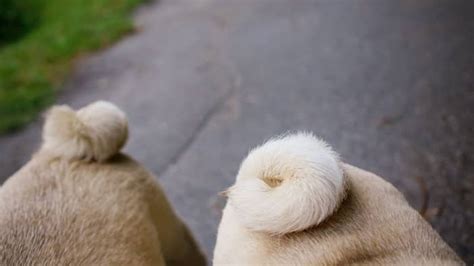 Pug Tail Problems - Things You Need To Know - Pug Friend