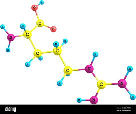 A model of an amino acid arginine. Arginine has an important function ...