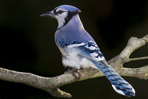 Blue Jay