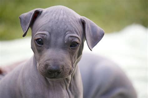 American Hairless Terrier puppy face photo and wallpaper. Beautiful ...