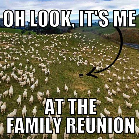 Funny Sheep Memes