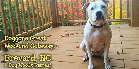 Pet Friendly Hotels in Brevard, North Carolina accepting Dogs and Cats