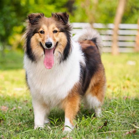 Pembroke Sheltie : History, Temperament, Care, Training, Feeding & Pictures