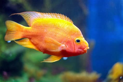 Comprehensive Guide to Red Devil Cichlid: Size, Care, Tank Mates, and ...