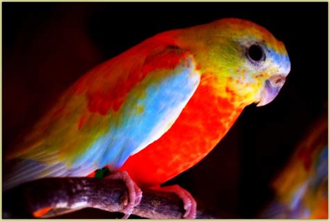 Grass parakeet! Parakeets, Parrots, Love Birds, Beautiful Birds ...