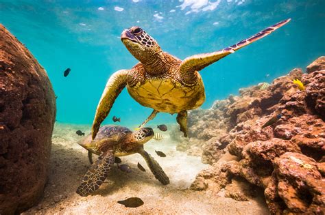 Green Sea Turtle Facts: Habitat, Diet, Conservation, & More