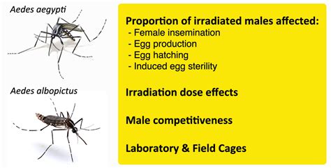 Insects | Free Full-Text | Sexual Competitiveness and Induced Egg ...