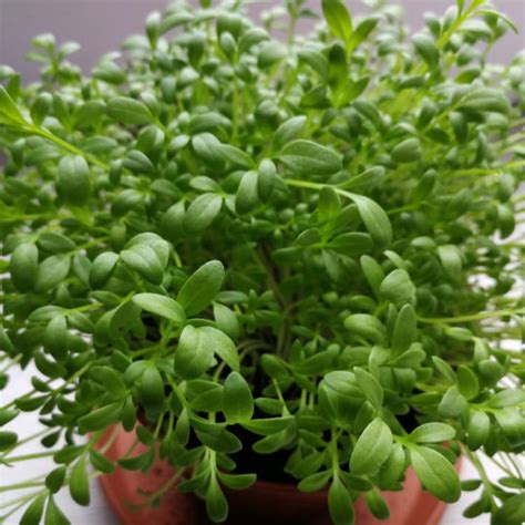 Lepidium sativum, Cress - uploaded by @gusf1