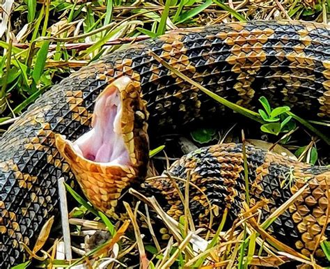 Photographer captures colorful images of venomous cottonmouth snake in ...