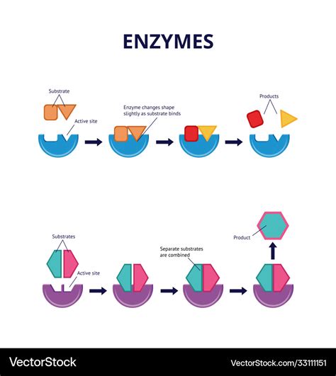 Enzyme Substrate